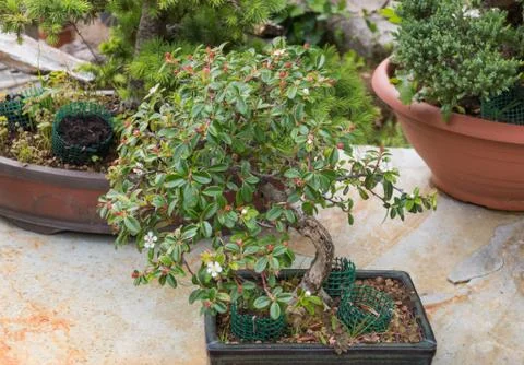Cotoneaster bonsai tree with flowers Stock Photos