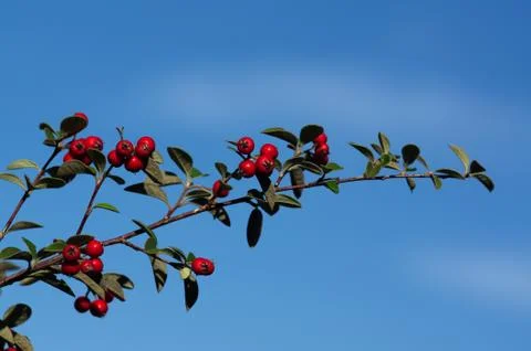 Cotoneaster branch against the sky Stock Photos