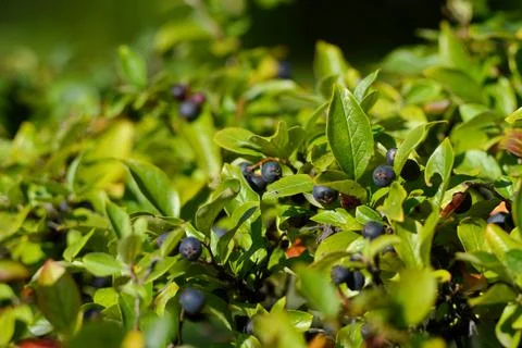 The cotoneaster is brilliant. Hedge. Autumn. The cotoneaster is brilliant in 스톡 사진