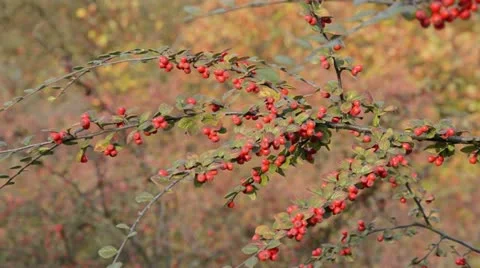 Cotoneaster (Cotoneaster) Stock Footage 18008374