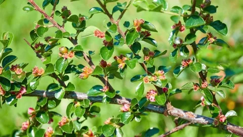 Cotoneaster divaricatus, spreading cotoneaster, is flowering plant in family  Stock Footage 200446372