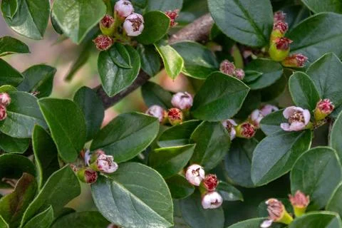 Cotoneaster Flowers Stock Photos