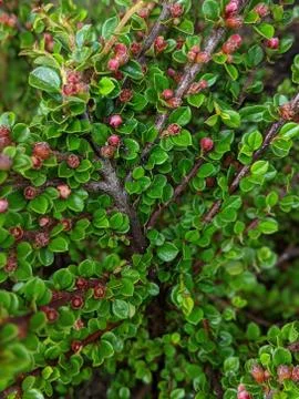 Cotoneaster full of red berries Stock Photos