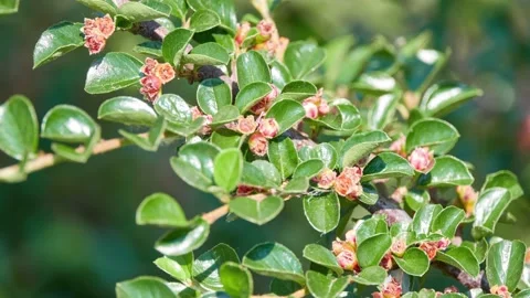 Cotoneaster horizontalis is flowering plant in genus Cotoneaster of family Ro Stock Footage 198723576