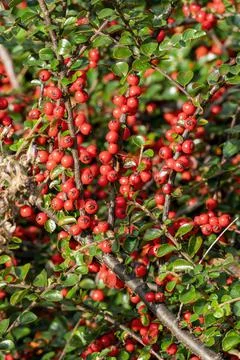 Cotoneaster horizontalis Stock Photos