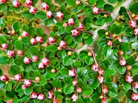 Cotoneaster horizontalis. Stock Photos