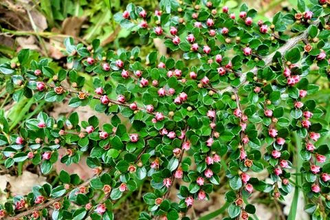 Cotoneaster horizontalis. Stock Photos