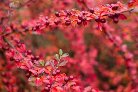 Cotoneaster horizontalis plant Stock Photos