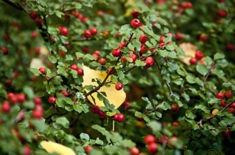 Cotoneaster im Herbst Stock Photos