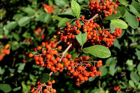 Cotoneaster lacteus . Stock Photos