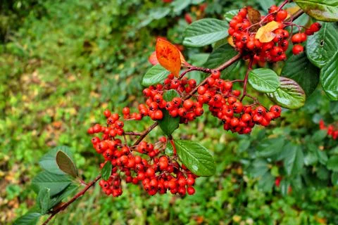 Cotoneaster lacteus . Stock Photos