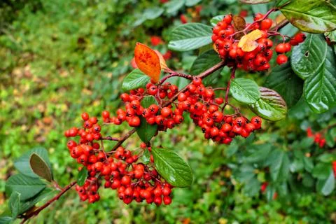 Cotoneaster lacteus . Stock Photos