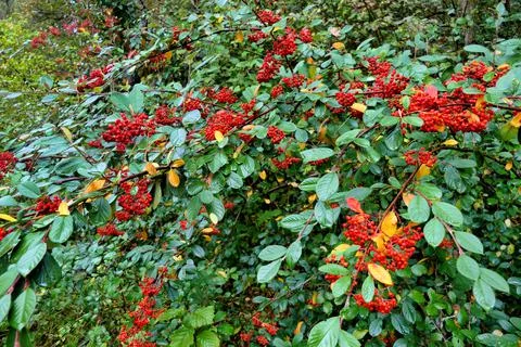 Cotoneaster lacteus . Stock Photos