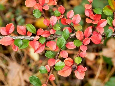 Cotoneaster Leaves. Stock Photos