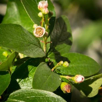 Cotoneaster melanocarpa Stock Photos
