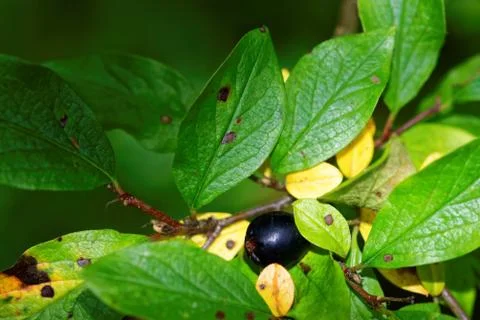 Cotoneaster melanocarpa Stock Photos