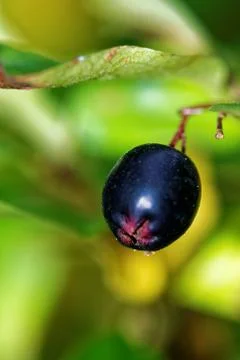 Cotoneaster melanocarpa Stock Photos