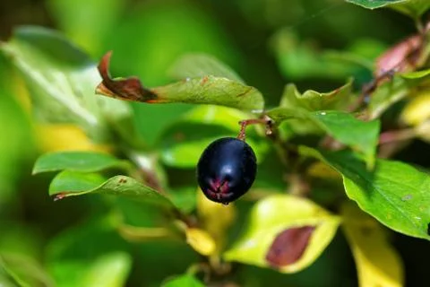 Cotoneaster melanocarpa Stock Photos