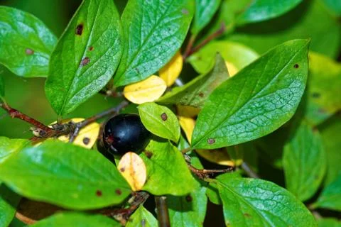 Cotoneaster melanocarpa Foto stock
