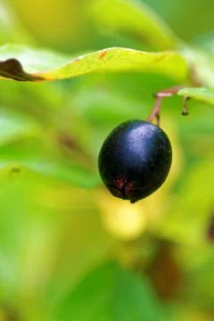 Cotoneaster melanocarpa Stock Photos