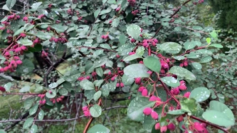 Cotoneaster multiflorus Видео 343081133