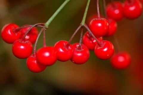 Cotoneaster multiflorus fruits. Stock Photos