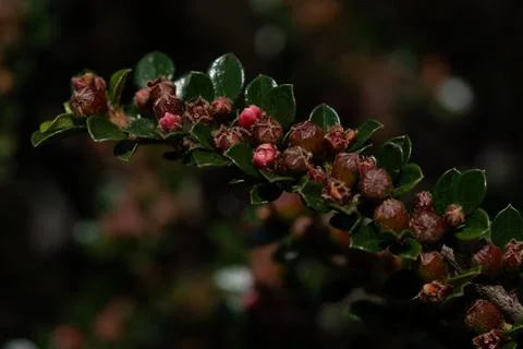 Cotoneaster 스톡 사진