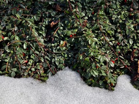 Cotoneaster Plants Growing in Snow During Spring Season Stock Photos