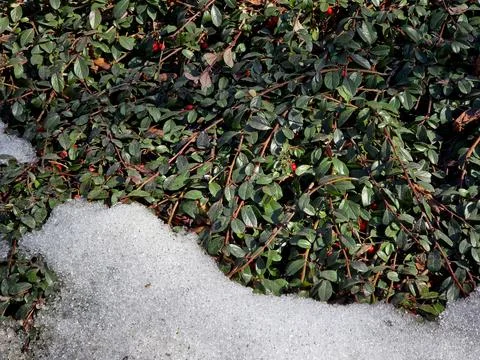 Cotoneaster Plants Peek Through Spring Snow in a Gradual Thaw Stock Photos