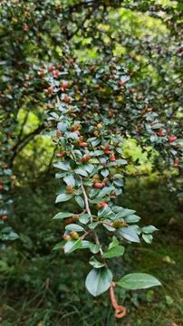 Cotoneaster Shrub with Small Red Berries in Mountain Landscape 스톡 사진