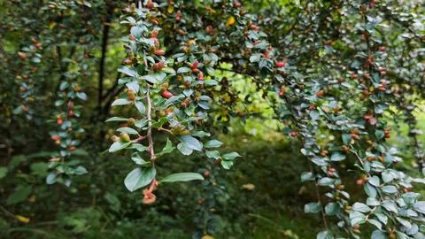 Cotoneaster Shrub with Small Red Berries in Mountain Landscape 스톡 사진