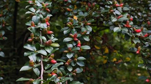 Cotoneaster Shrub with Small Red Berries in Mountain Landscape 写真素材