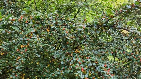 Cotoneaster Shrub with Small Red Berries in Mountain Landscape Fotos Stock