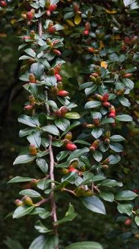 Cotoneaster Shrub with Small Red Berries in Mountain Landscape Fotos de archivo