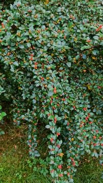 Cotoneaster Shrub with Small Red Berries in Mountain Landscape Fotos de archivo