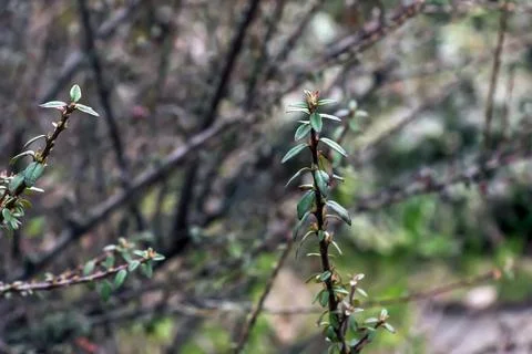 Cotoneaster with small leaves in the early spring. Blurred background. Close- Foto stock