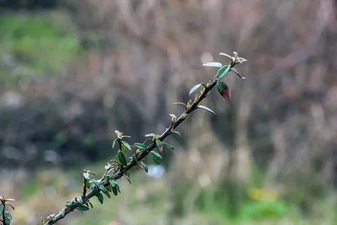 Cotoneaster with small leaves in early spring. Blurred background. Close-up.  Stock Photos