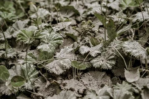 Cotopaxi, Ecuador Stock Photos