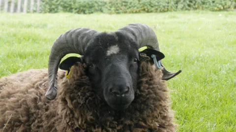 Cotswold breed ram, head close up Stock Footage 39570925