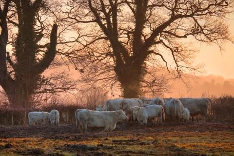 Cotswold cattle Stock Photos