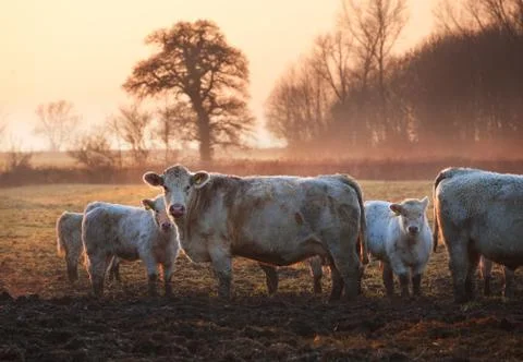 Cotswold cattle Stock Photos