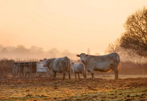 Cotswold cattle Stock Photos