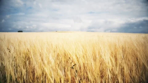 The cottage field Stock Footage 96407168