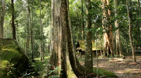 Cottage in the forest Stock Footage 46232731