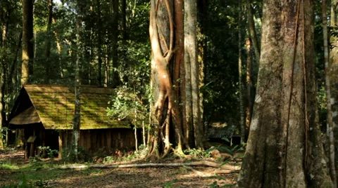 Cottage in the forest Stock Footage 46233513