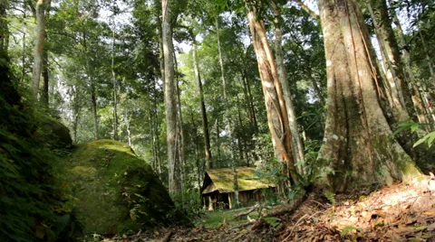 Cottage in the forest Stock Footage 46269560