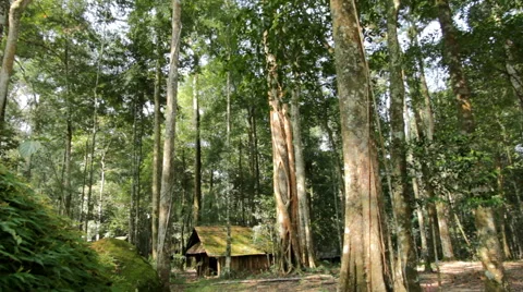 Cottage in the forest Video stock 46270472