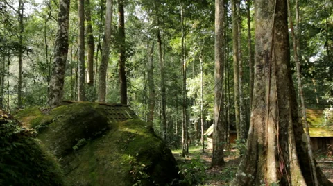 Cottage in the forest Stock Footage 46272103