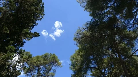 Cottage in Forest Stock Footage 54905019