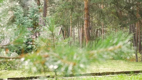 Cottage in the forest, surrounded by trees. Translation of focus from the Video stock 95350203